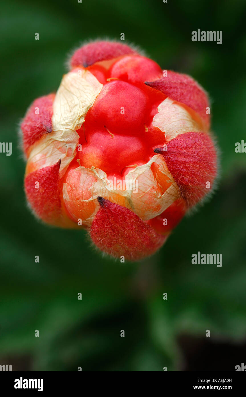 Plaquebière (Rubus chamaemorus) Banque D'Images