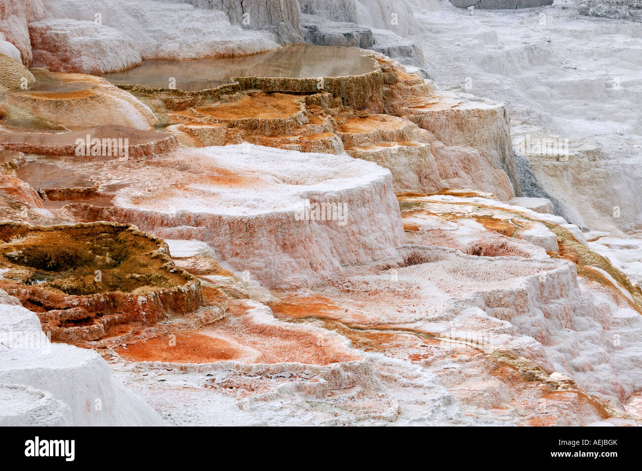 Mammoth Hot Springs, Parc national de Yellowstone, Wyoming, USA, Vereinigte Staaten von Amerika Banque D'Images