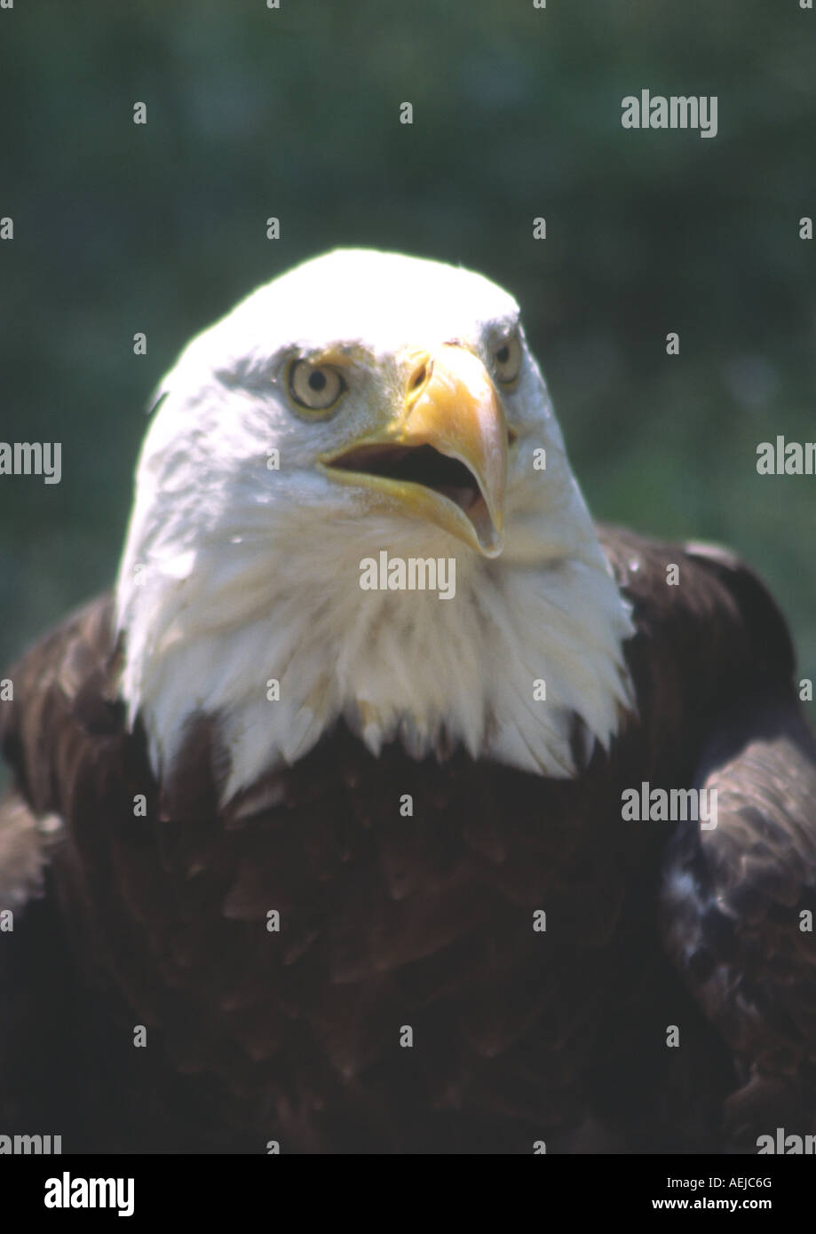 L'aigle chauve américain Banque D'Images