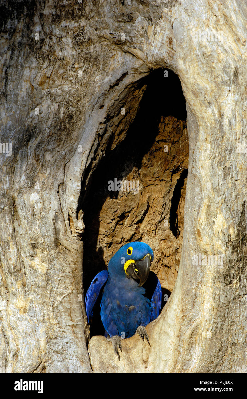 Ara bleu ara, Anodorhynchus hyacinthinus,, Pantanal, Brésil Banque D'Images Ara bleu ara, Anodorhynchus hyacinthinus,, Pantanal, Brésil Banque D'Images