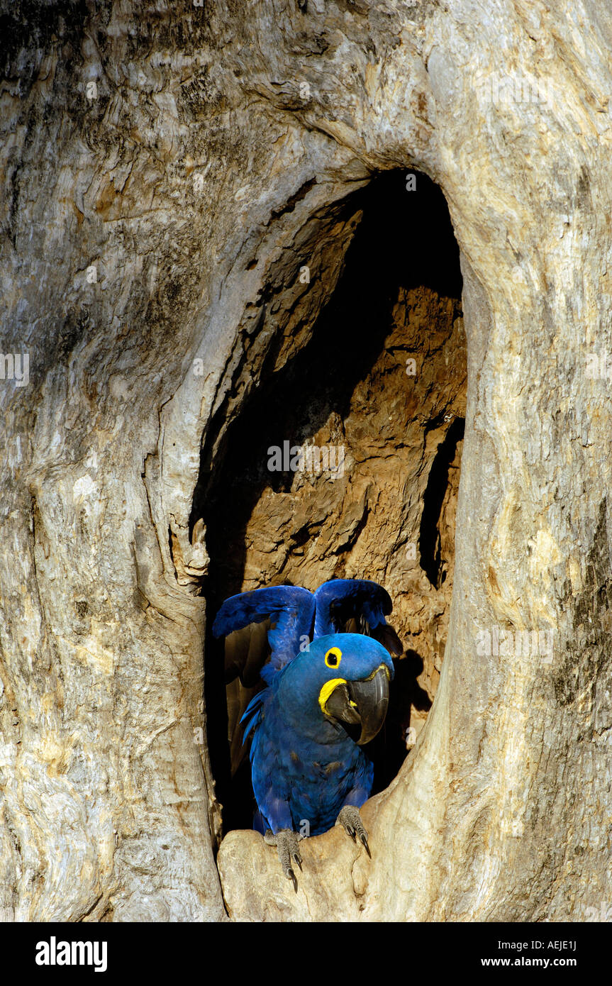 Ara bleu ara, Anodorhynchus hyacinthinus,, Pantanal, Brésil Banque D'Images Ara bleu ara, Anodorhynchus hyacinthinus,, Pantanal, Brésil Banque D'Images