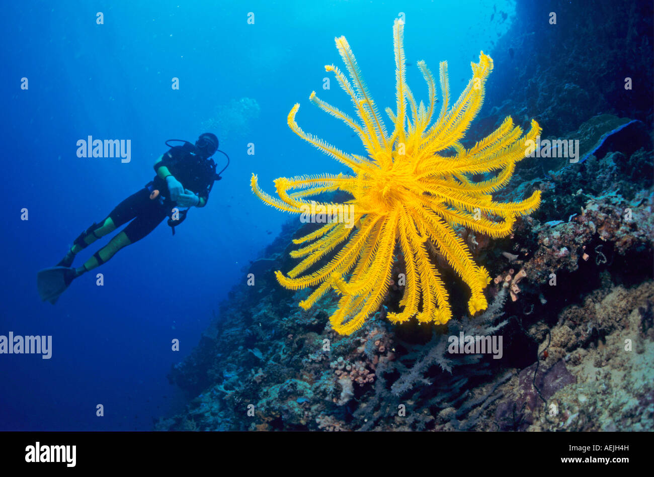 Diver observe une plume jaune star, aux Philippines. Banque D'Images