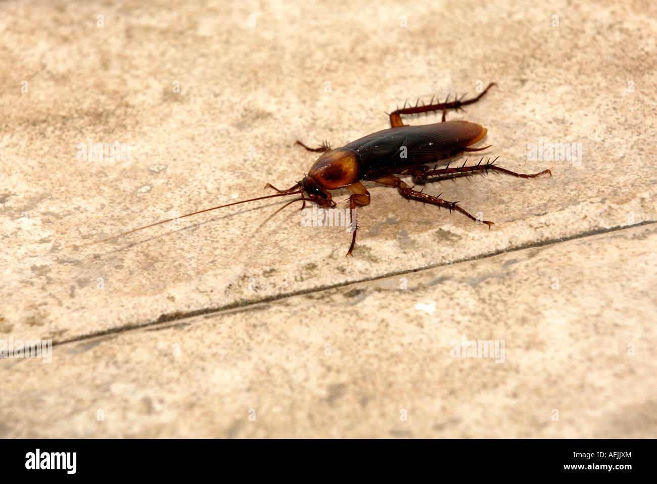 Blatte orientale (Blatta orientalis) piscine Banque D'Images