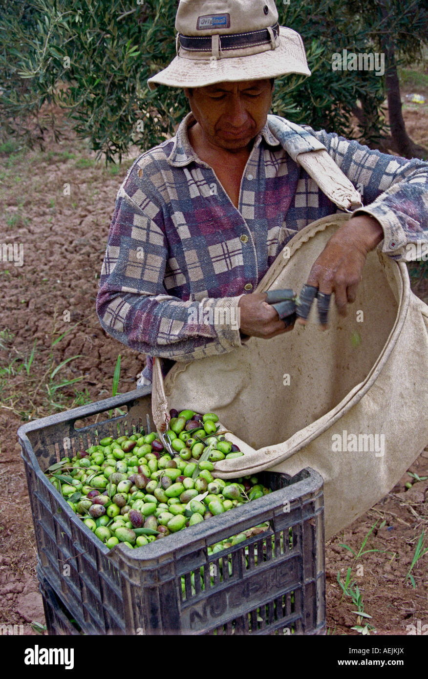 Workman avec hat remplissant les boîtes avec les olives dans une oliveraie, Catamarca, l'ouest de l'Argentine Banque D'Images