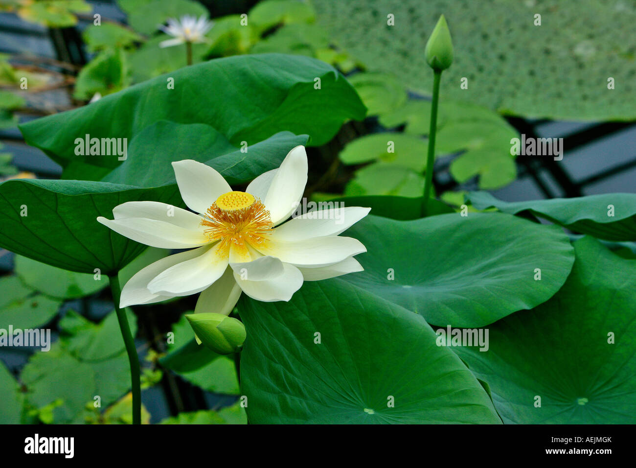 Fleur de Lotus dans une piscine Banque D'Images