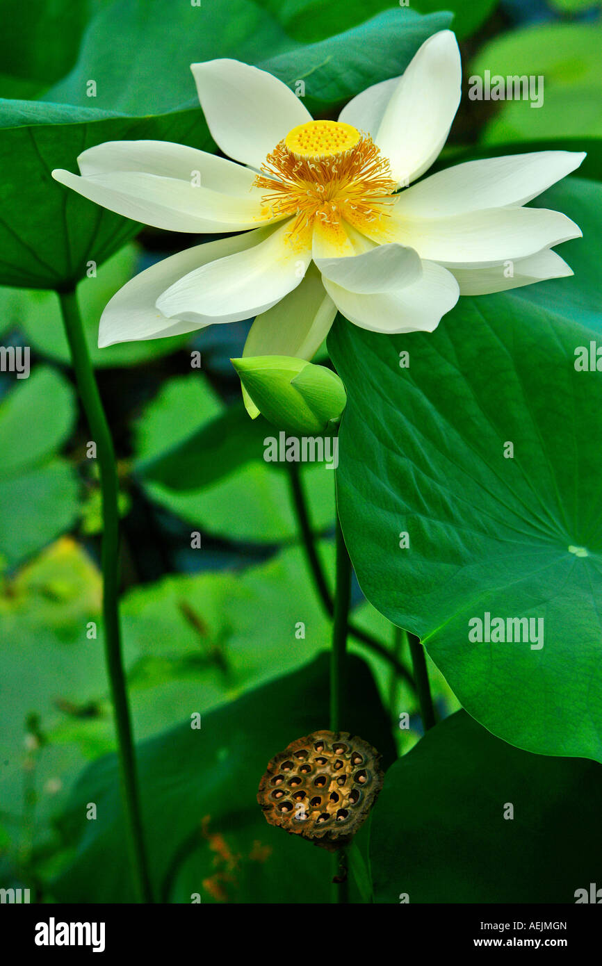 Fleur de Lotus dans une piscine Banque D'Images