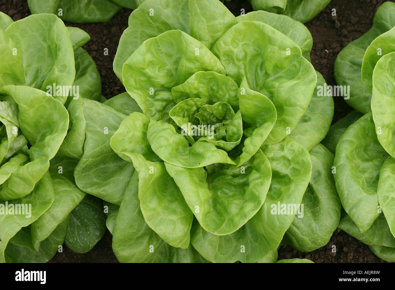 La laitue (Lactuca sativa var capitata) Banque D'Images