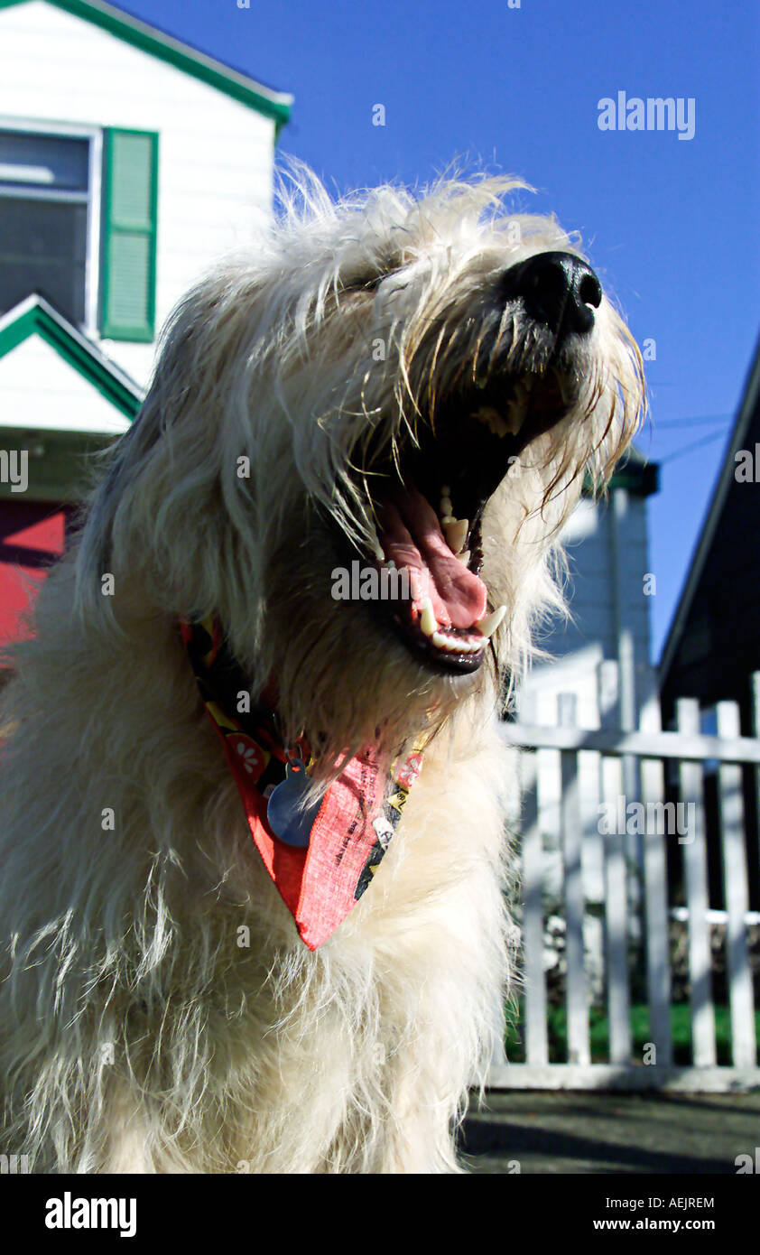 Chien de race Terrier mixtes dans la cour avant Banque D'Images