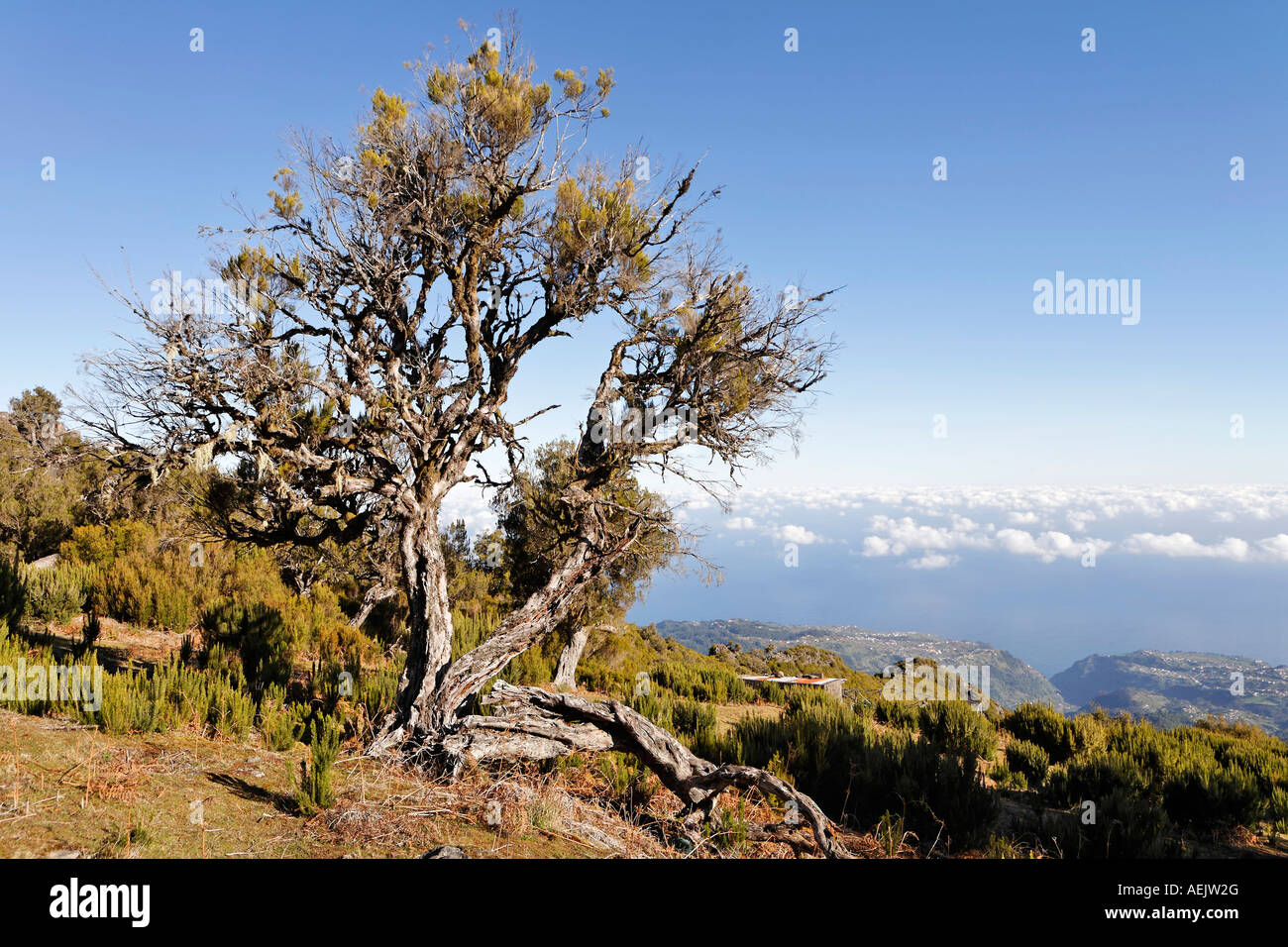 Tree heath (Erica arborea), dont le bois est obtenu à partir de la Bruyère, Achada do Teixeira, Madeira, Portugal Banque D'Images