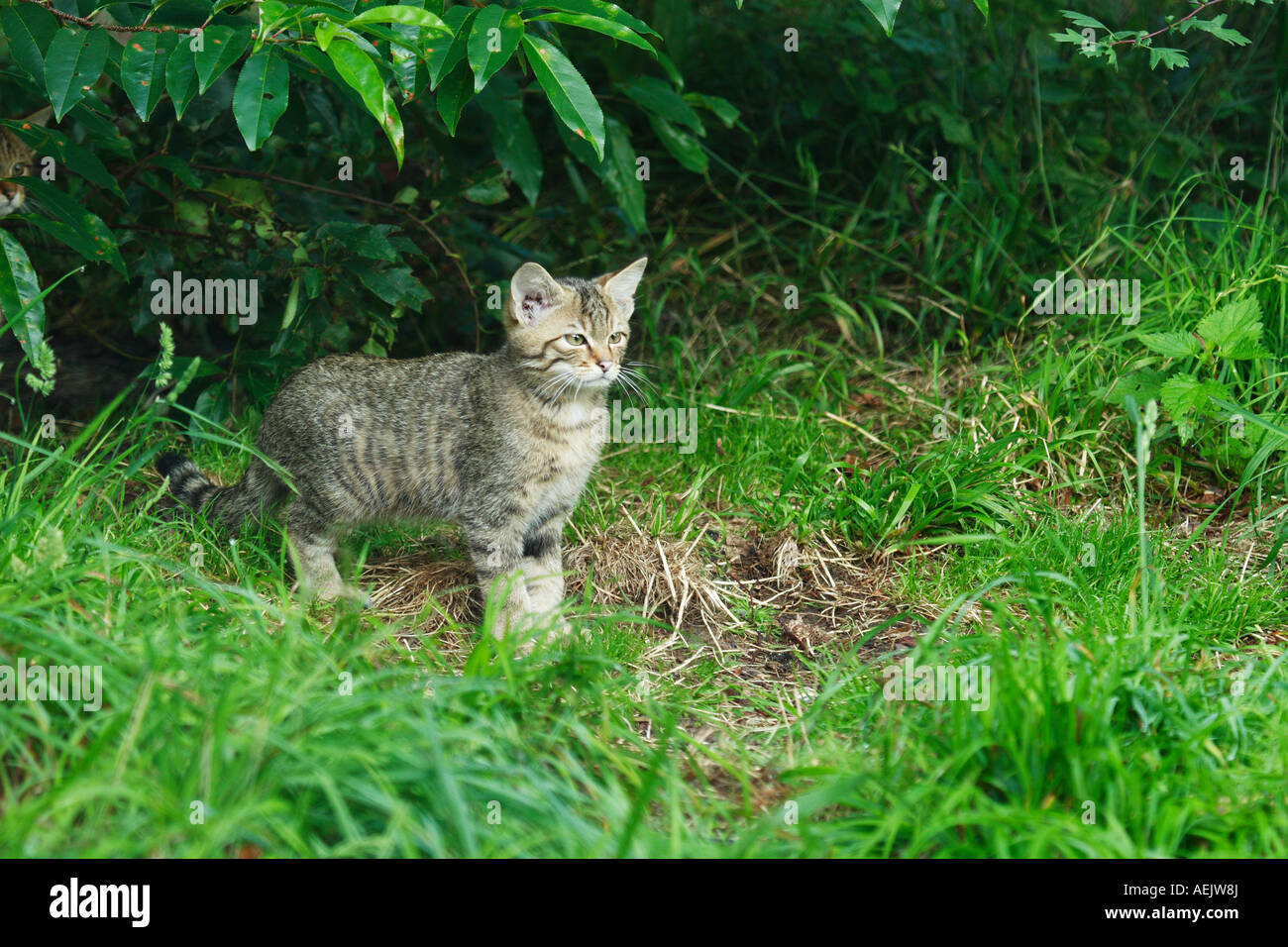 Chat sauvage Banque D'Images