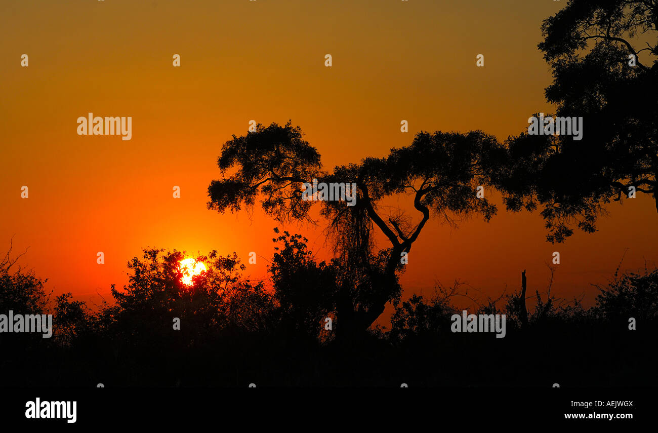 Le lever du soleil sur la savane africaine, le Botswana Banque D'Images
