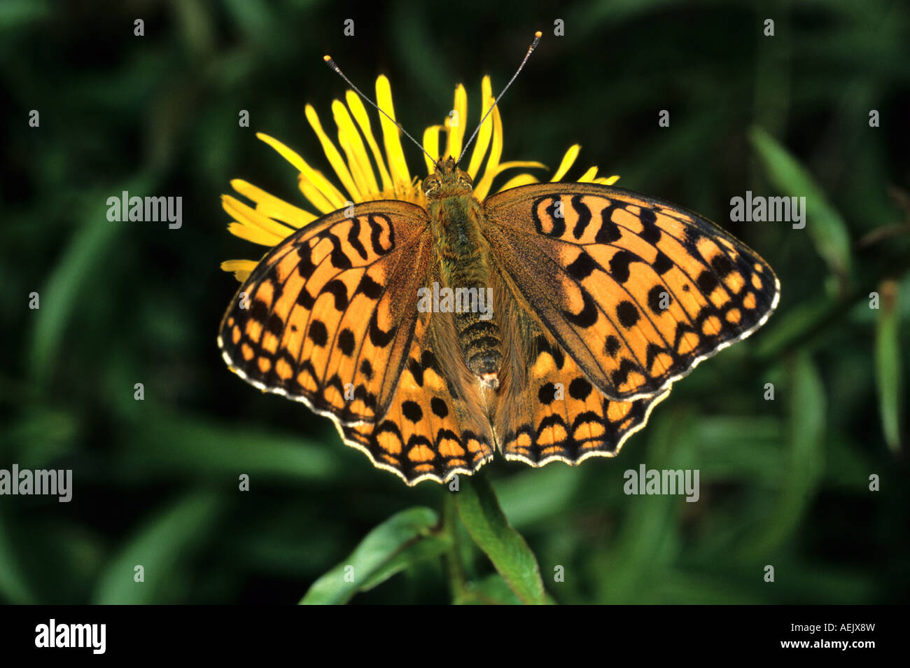 Brown fritillary (Fabriciana haut adippe) Banque D'Images