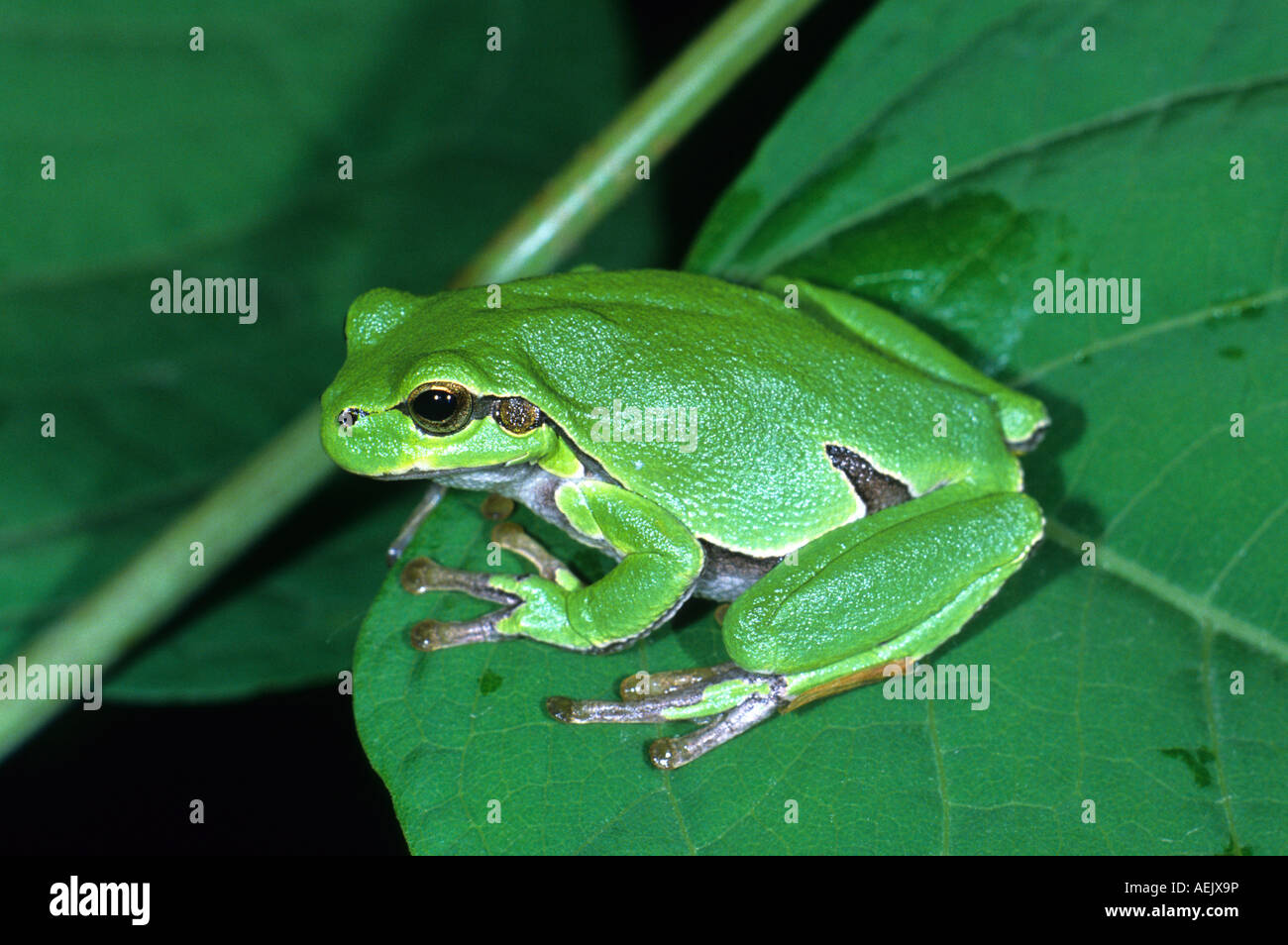 European tree frog (Hyla arborea) Banque D'Images