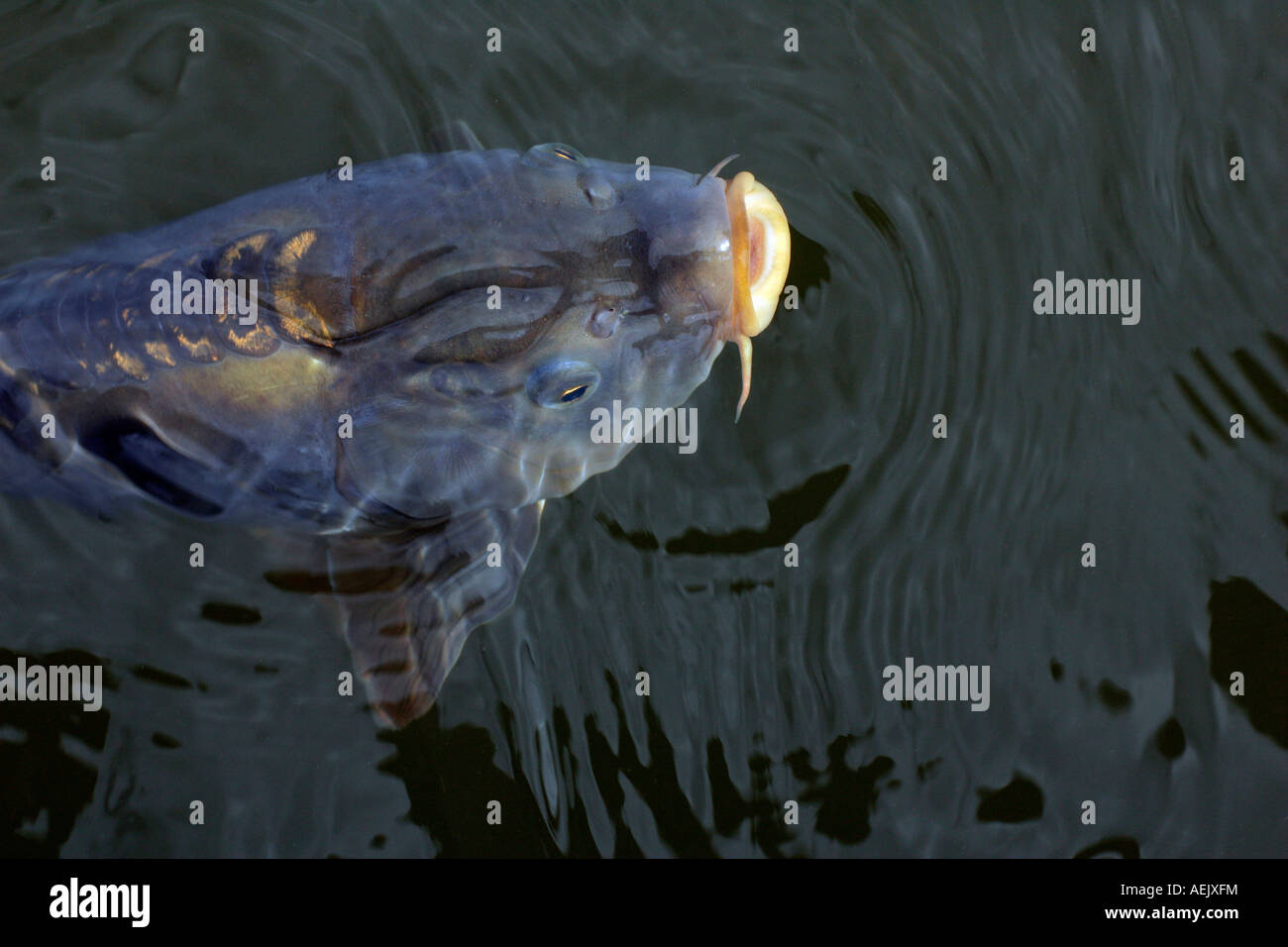 La carpe européenne à la surface de l'eau - carpe commune (Cyprinus carpio) Banque D'Images
