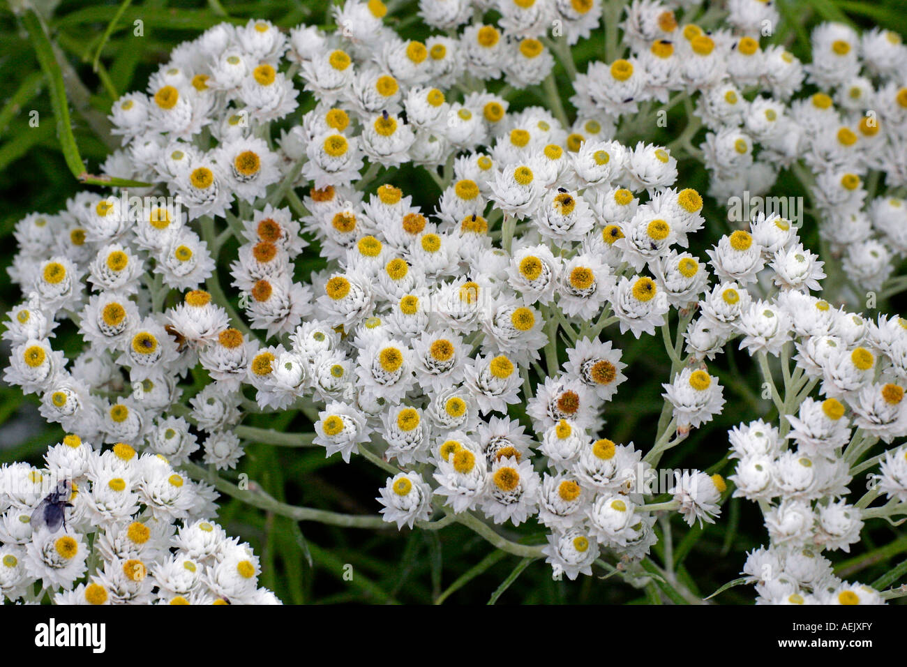 La floraison (Anaphalis margaritacea pearly everlasting) Banque D'Images