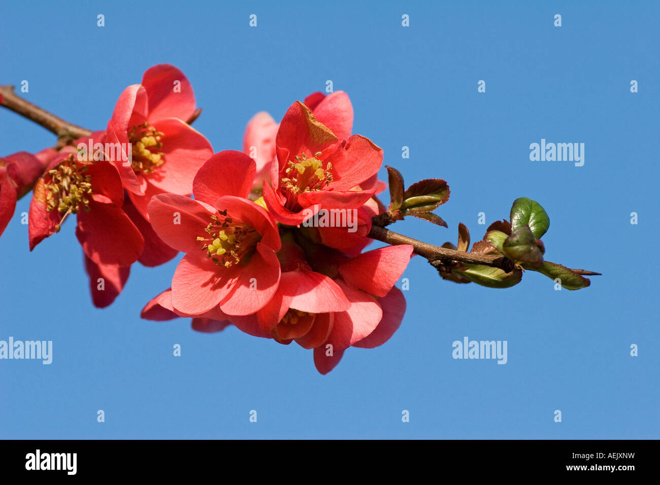 Blossom de la Chinese flowering quince (Chaenomeles lagenaria) Banque D'Images