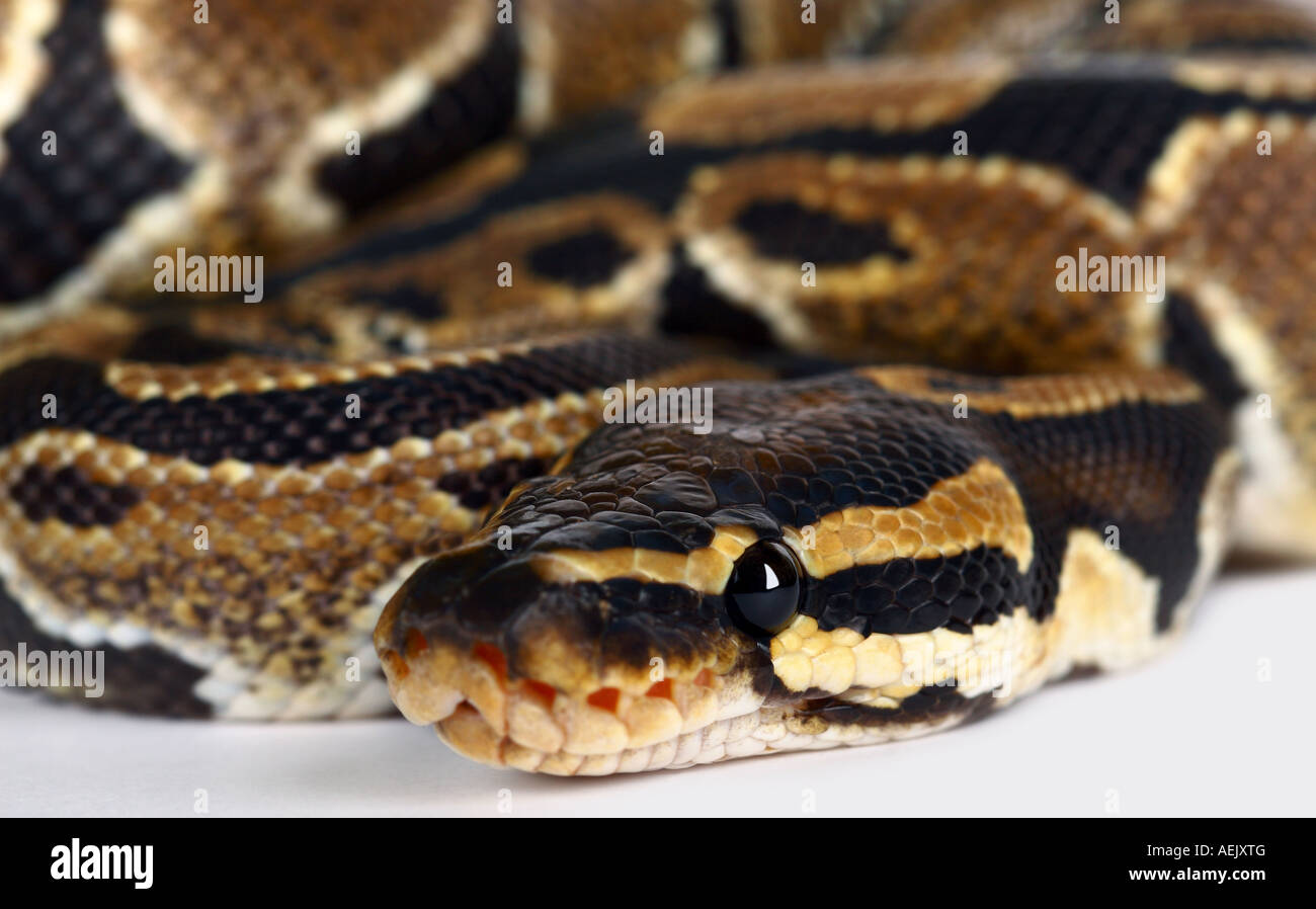Serpent python Banque de photographies et d’images à haute résolution ...