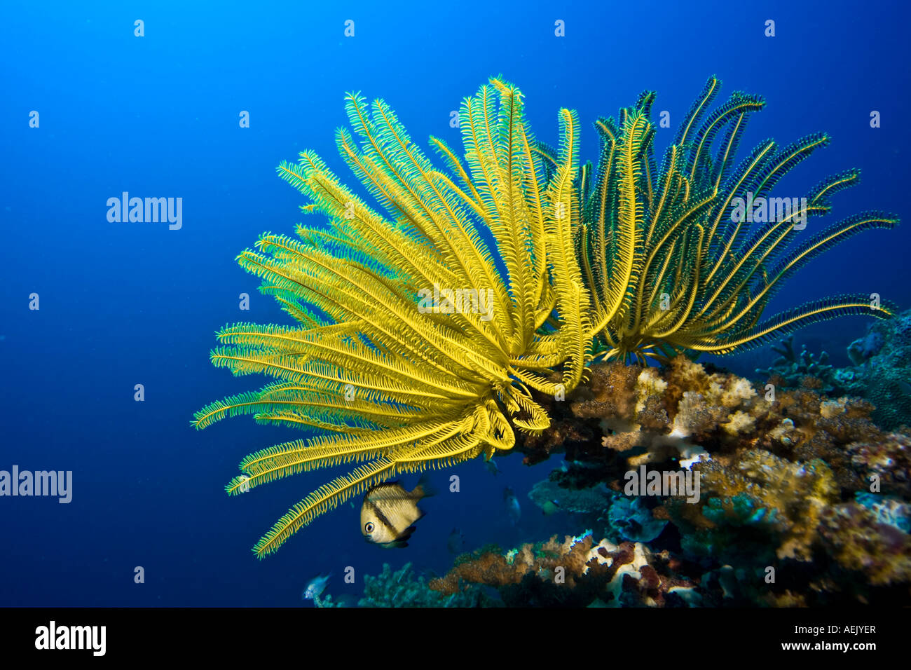 Plume jaune star crinoïde, Comanthina schlegeli Banque D'Images