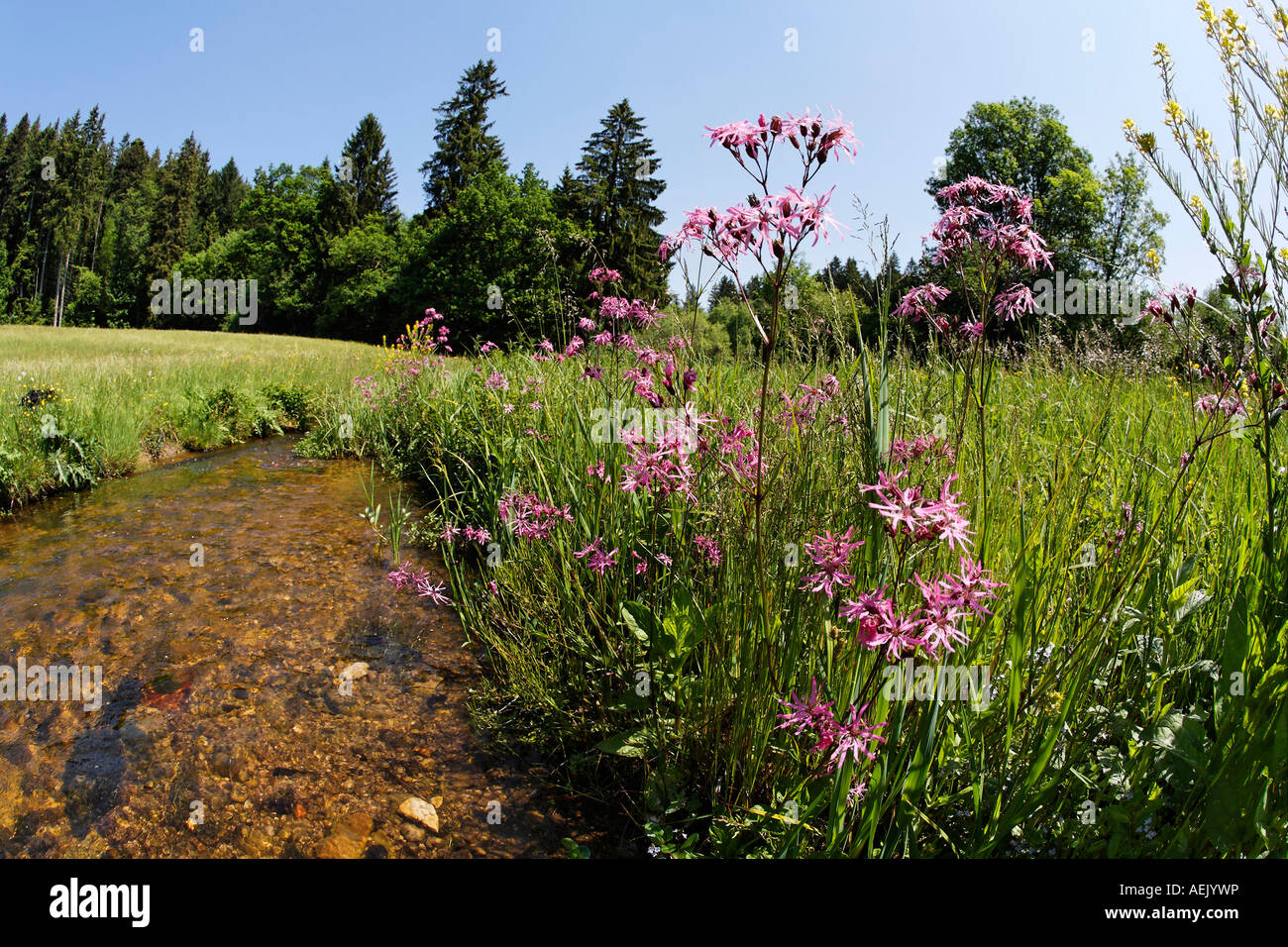 Fleur de Coucou, Lychnis flos-cuculi, Brookside, Allemagne Banque D'Images
