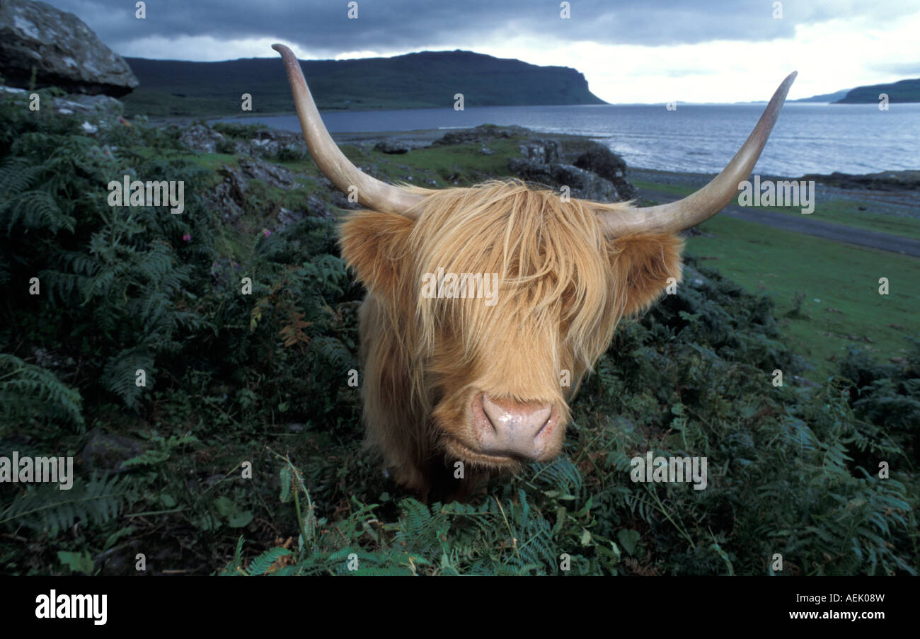 Les bovins Highland, Ecosse, Grande-Bretagne Banque D'Images