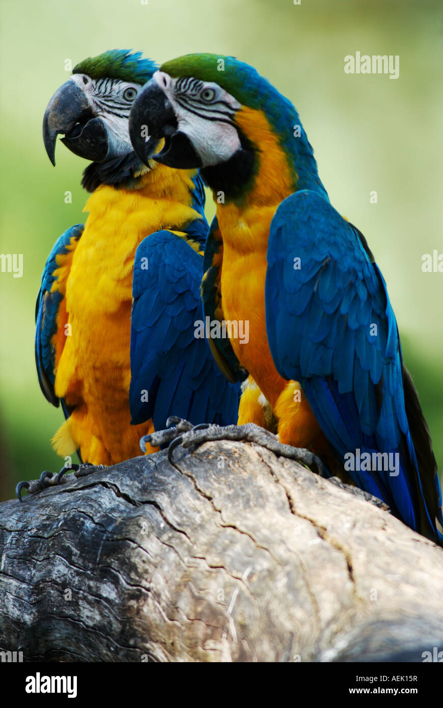 Bleu-et-jaune-Aras, couple Banque D'Images