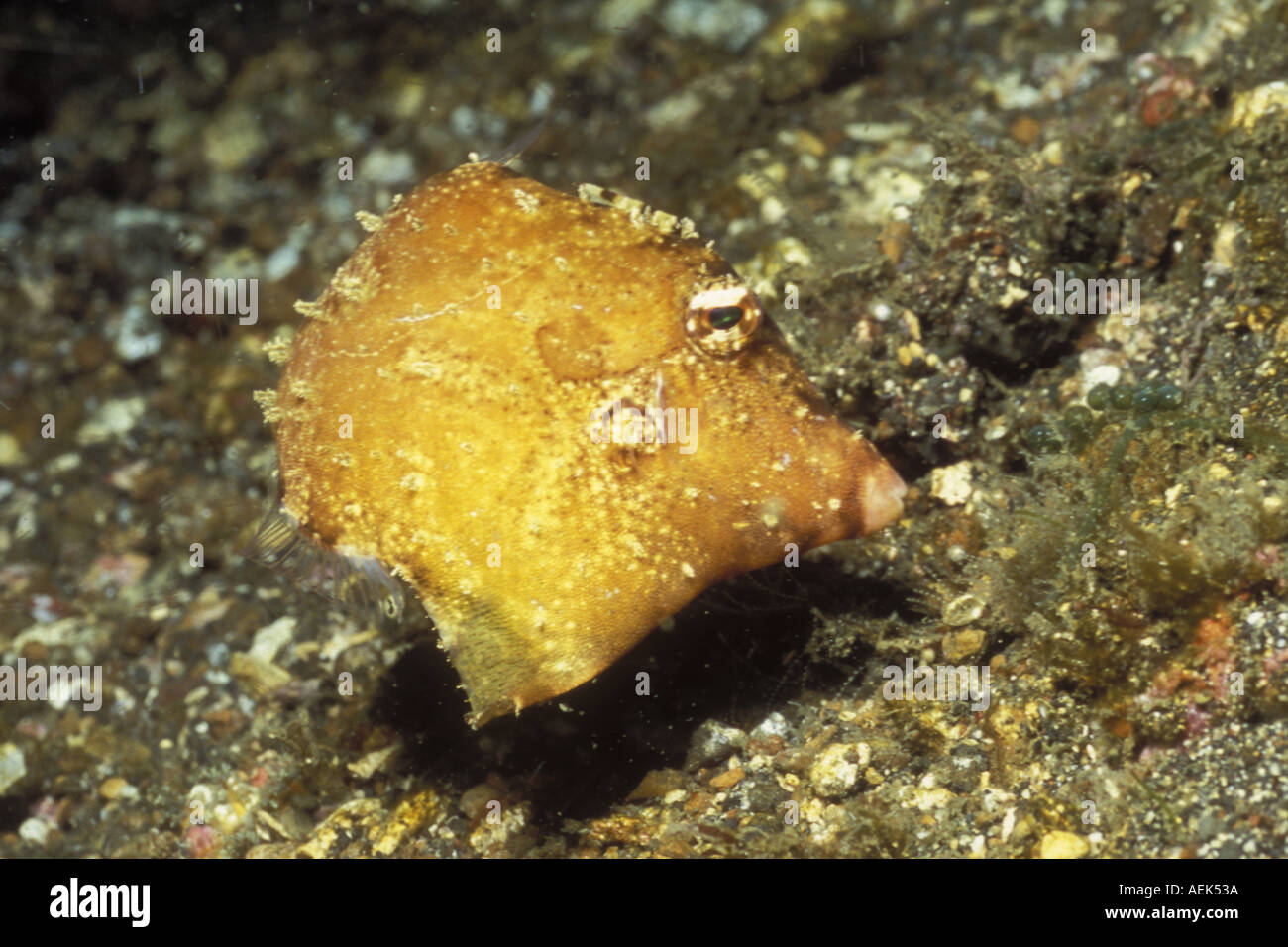 Acreichthys tomentosus queue poils Balistes Détroit de Lembeh Indonésie Banque D'Images