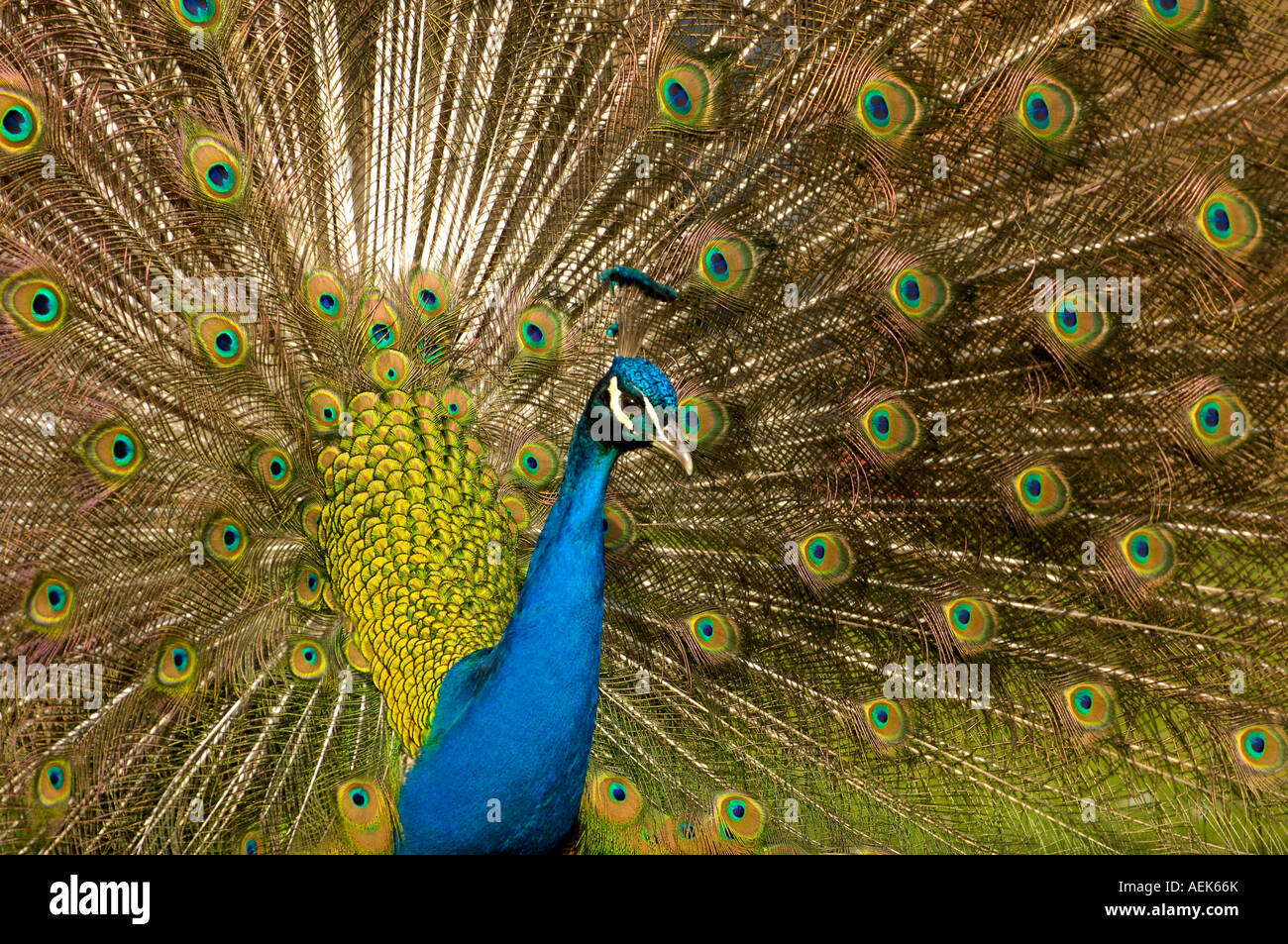 Paons, Peacock (Pavo cristatus) Banque D'Images