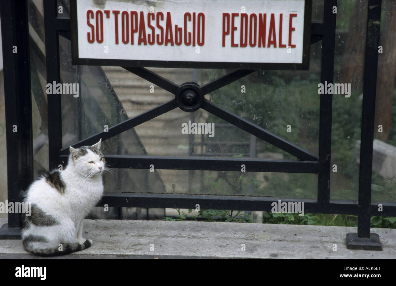 Italie Rome un chat près d'un panneau à l'entrée de la zone archéologique de l'Argentine Banque D'Images