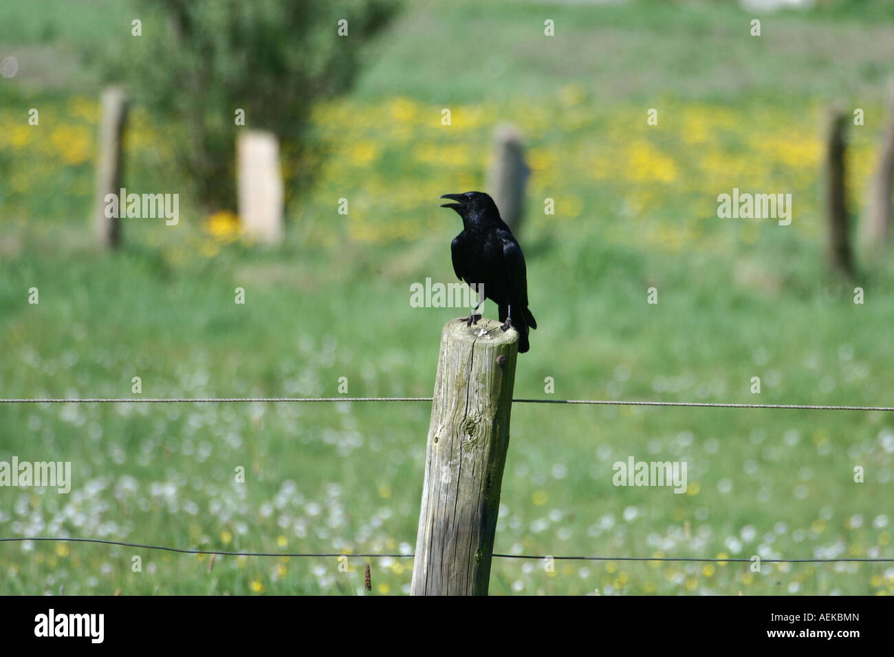 Crow (oiseau) - corvus Banque D'Images