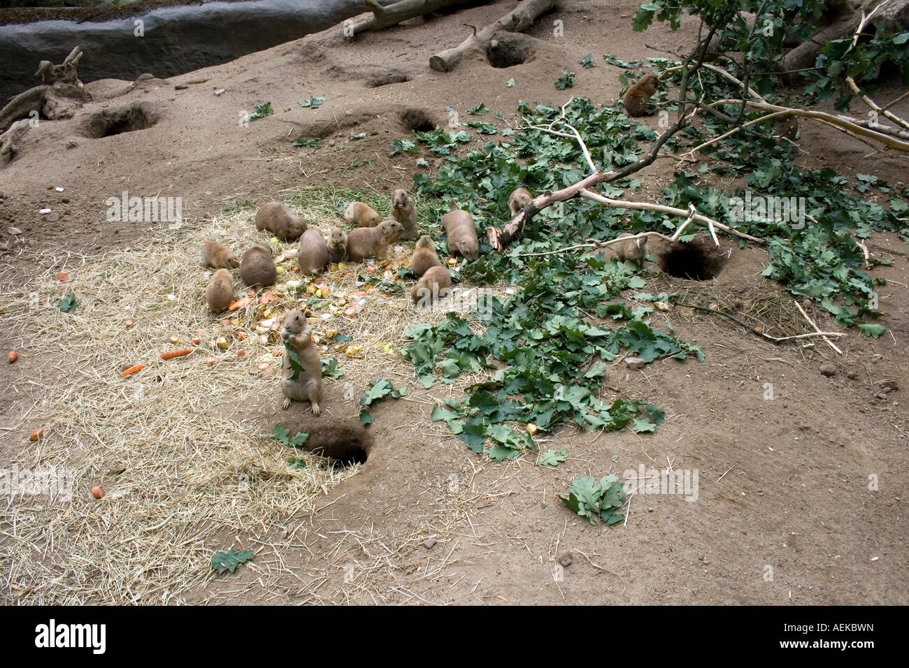 Famille de queue mince Meerkat dans le zoo Banque D'Images