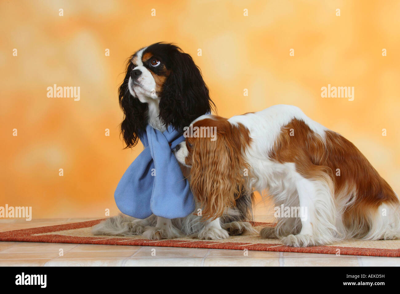 Cavalier King Charles Spaniel Tricolor Banque D Image Et Photos Alamy