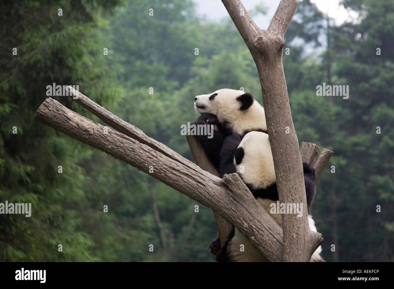 Panda dans un arbre à la réserve naturelle de Wolong dans la province du Sichuan, Chine. Banque D'Images