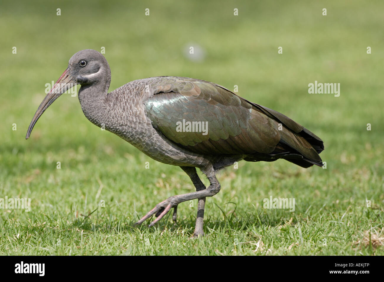 Ibis hagedash Banque D'Images