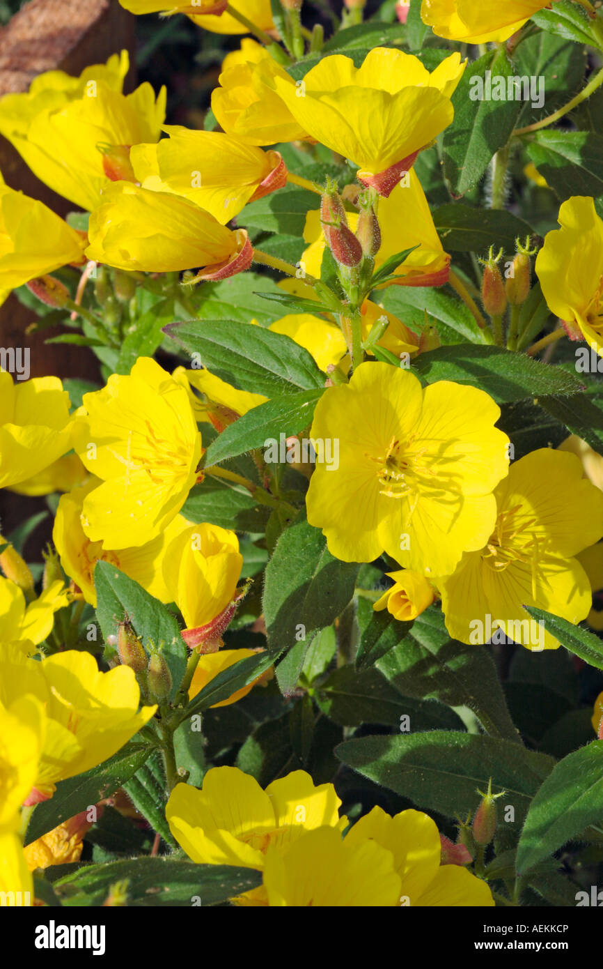 Fleurs jaunes de l'Onagre. Nom scientifique : Oenothera biennis. Banque D'Images