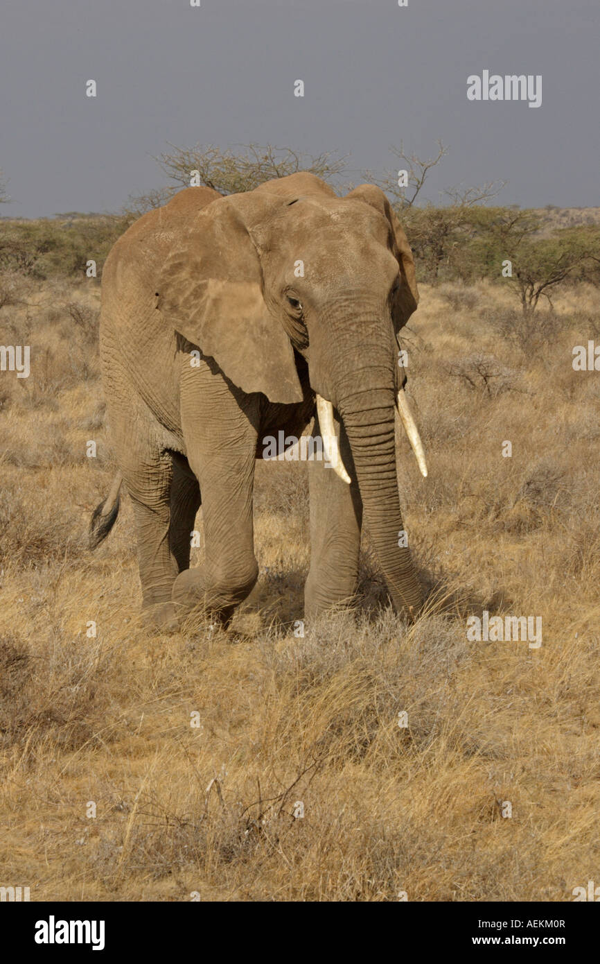 L'éléphant d'Afrique Banque D'Images