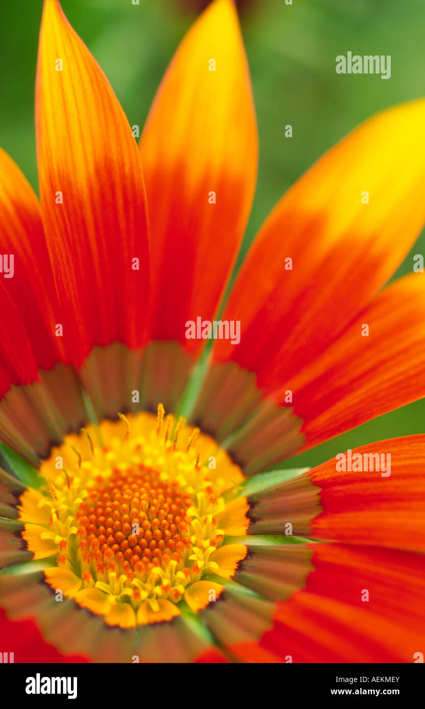 Photographie Macro de la forme de la texture et les couleurs de la fleur de jardin Talent Gazania Compositae Asteraceae Banque D'Images