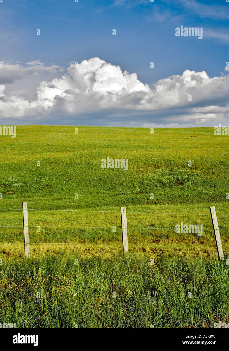 Dans les pâturages des Prairies Zumwalt clôture avec l'Oregon Banque D'Images