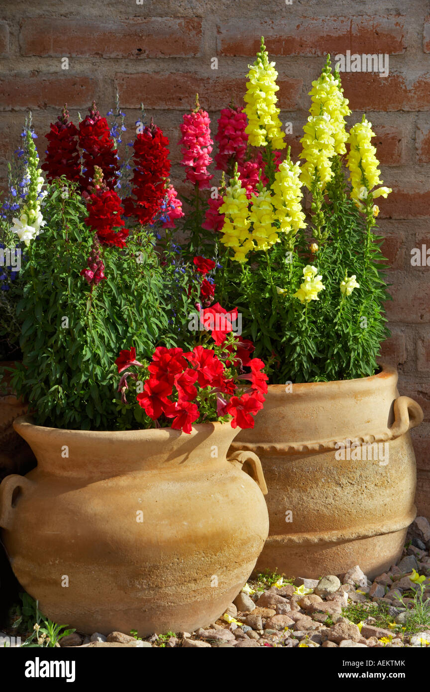 Le dragons en pot dans Tubac. Arizona Banque D'Images