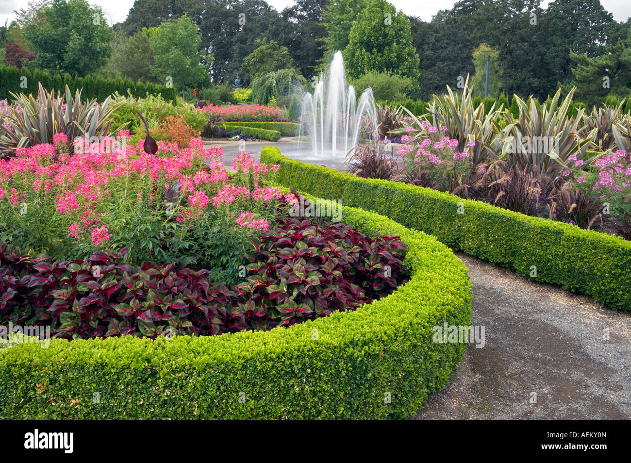 Hedges avec fontaine et fleurs araignée Cleone spinosa Oregon gardens Banque D'Images