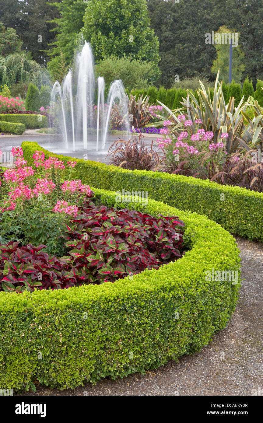 Hedges avec fontaine et fleurs araignée Cleone spinosa Oregon gardens Banque D'Images