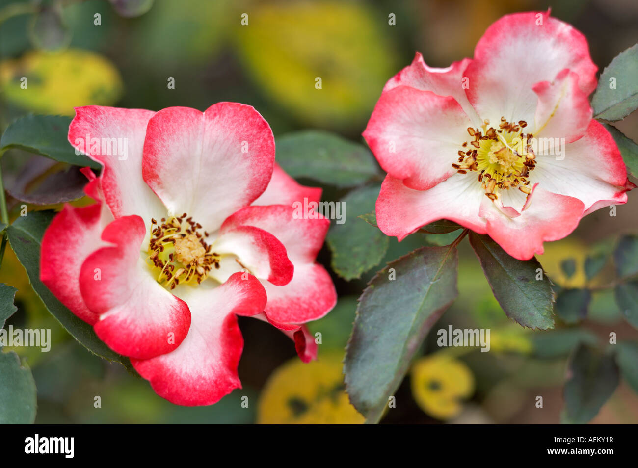 Betty Boop rose Heirloom Gardens Florida Banque D'Images