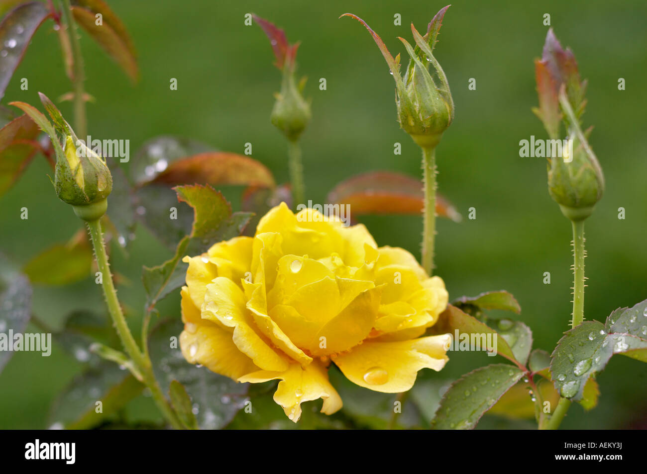 Midas Touch rose Heirloom Gardens Florida Banque D'Images