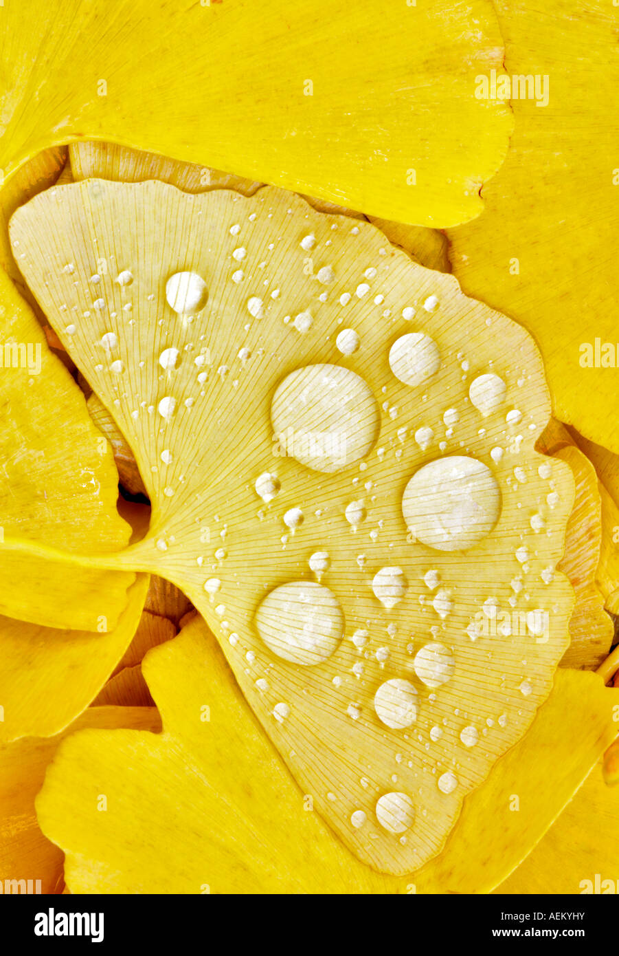 Les feuilles de ginko avec gouttes de pluie Banque D'Images