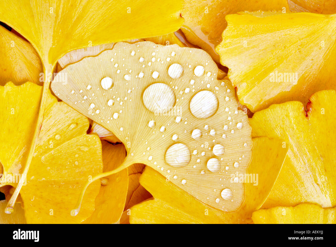 Les feuilles de ginko avec gouttes de pluie Banque D'Images