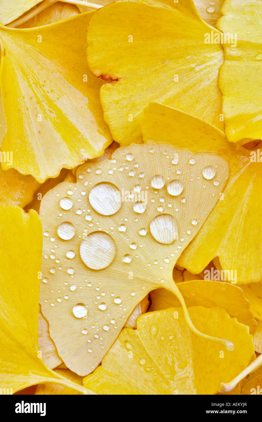 Les feuilles de ginko avec gouttes de pluie Banque D'Images
