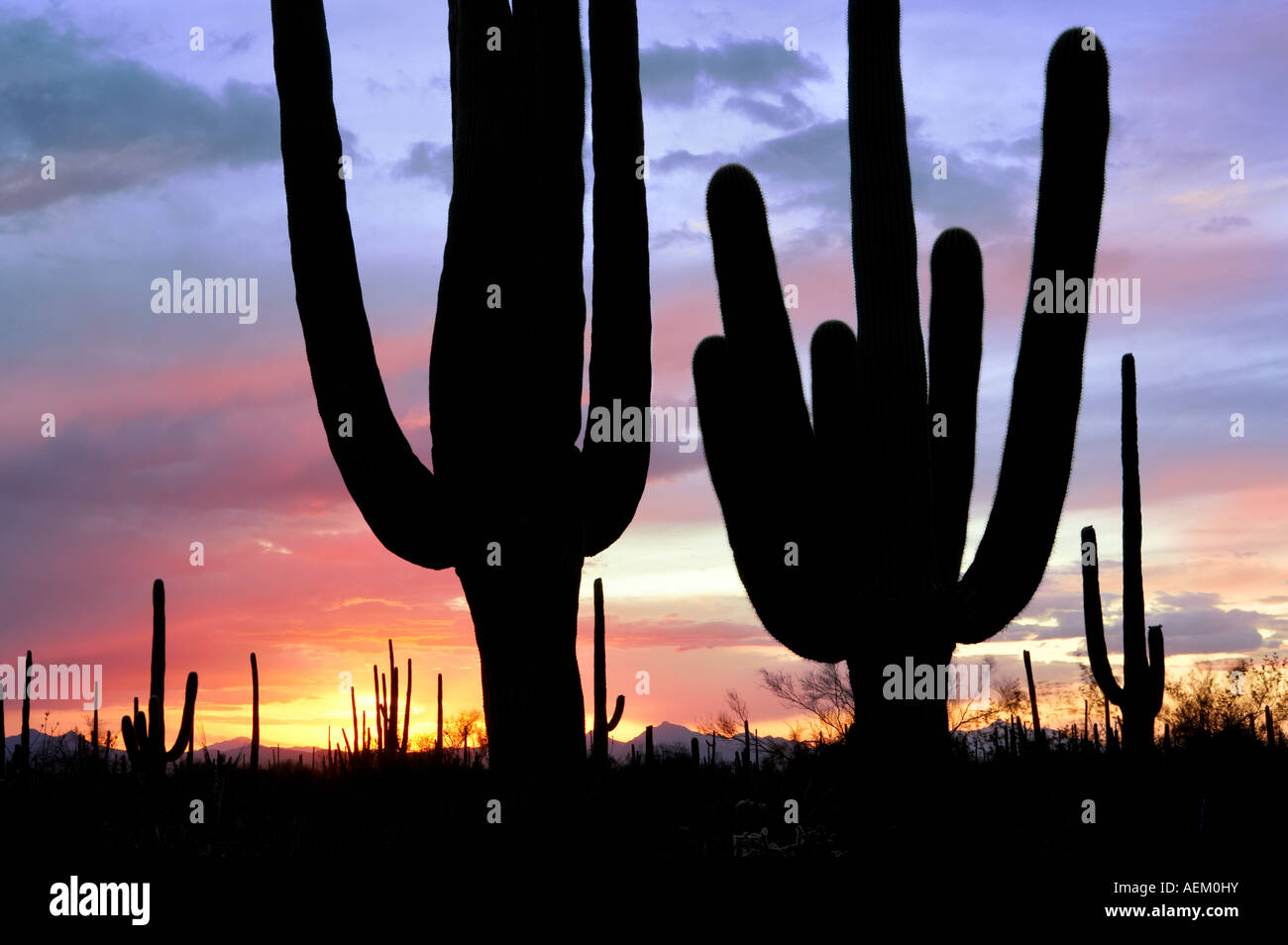 Coucher du soleil par saguaro cactus Saguaro National Park Azizona Banque D'Images