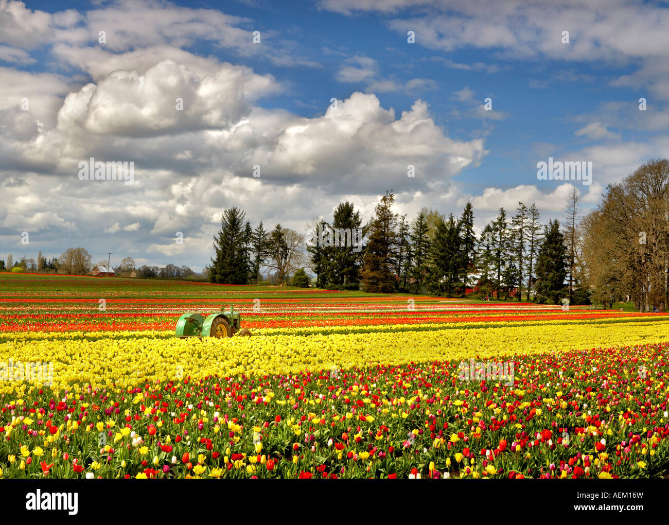 Tracteur John Deer à tulip Tulip Farm de sabots de bois déposée Woodburn, Oregon Banque D'Images