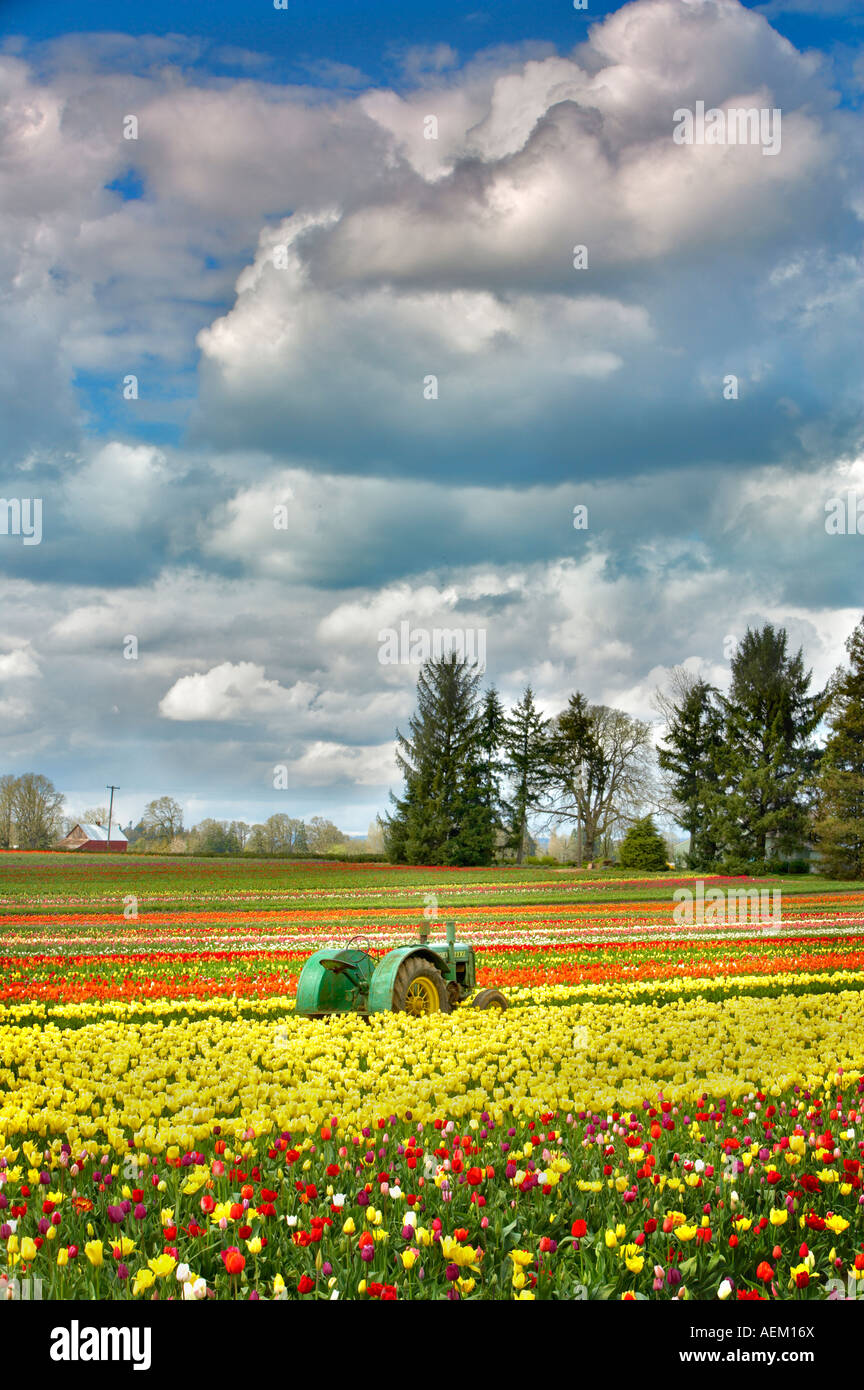 Tracteur John Deer à tulip Tulip Farm de sabots de bois déposée Woodburn, Oregon Banque D'Images