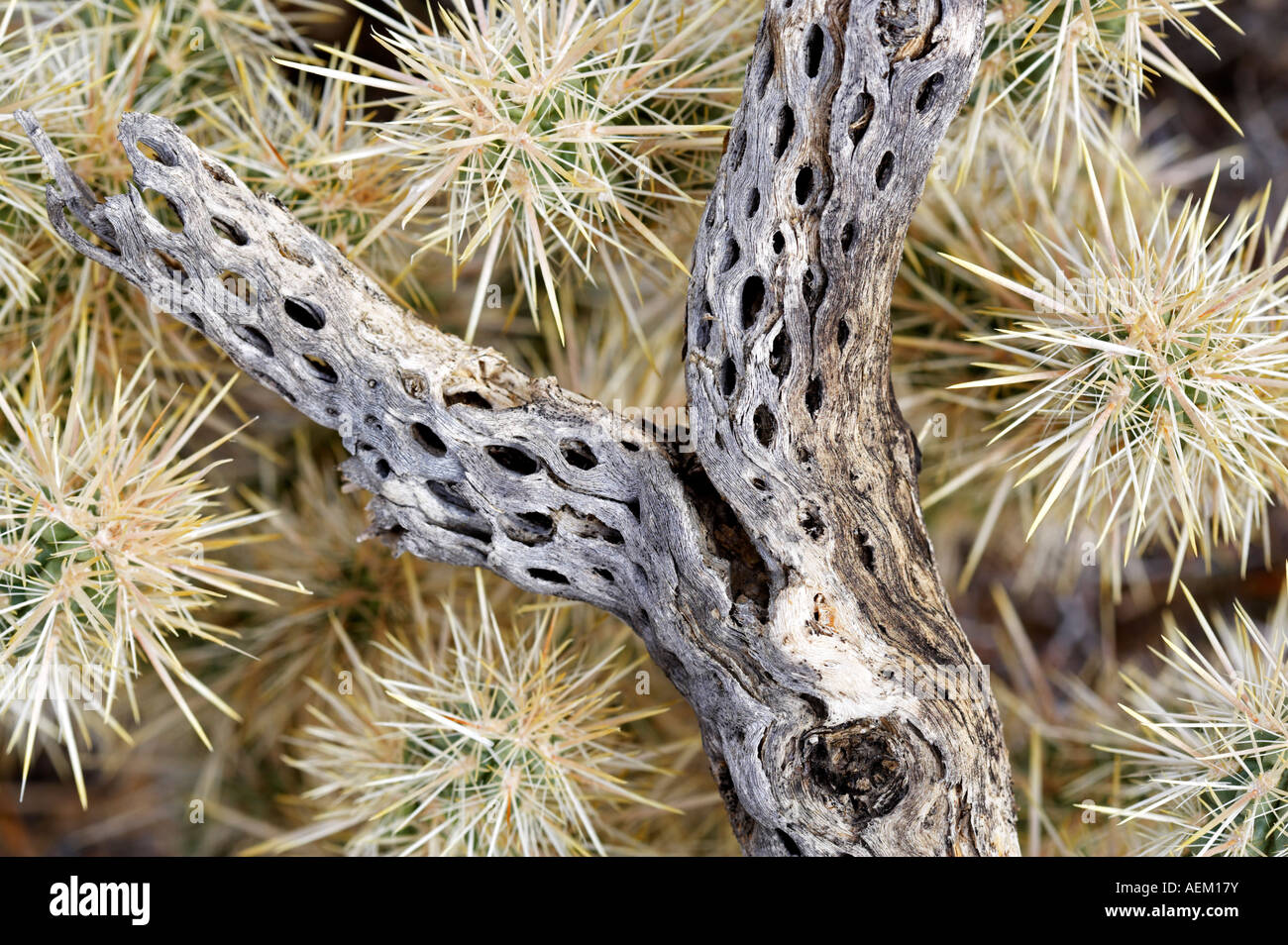 Cholla cactus avec branche morte Joshua Tree National Park en Californie Banque D'Images