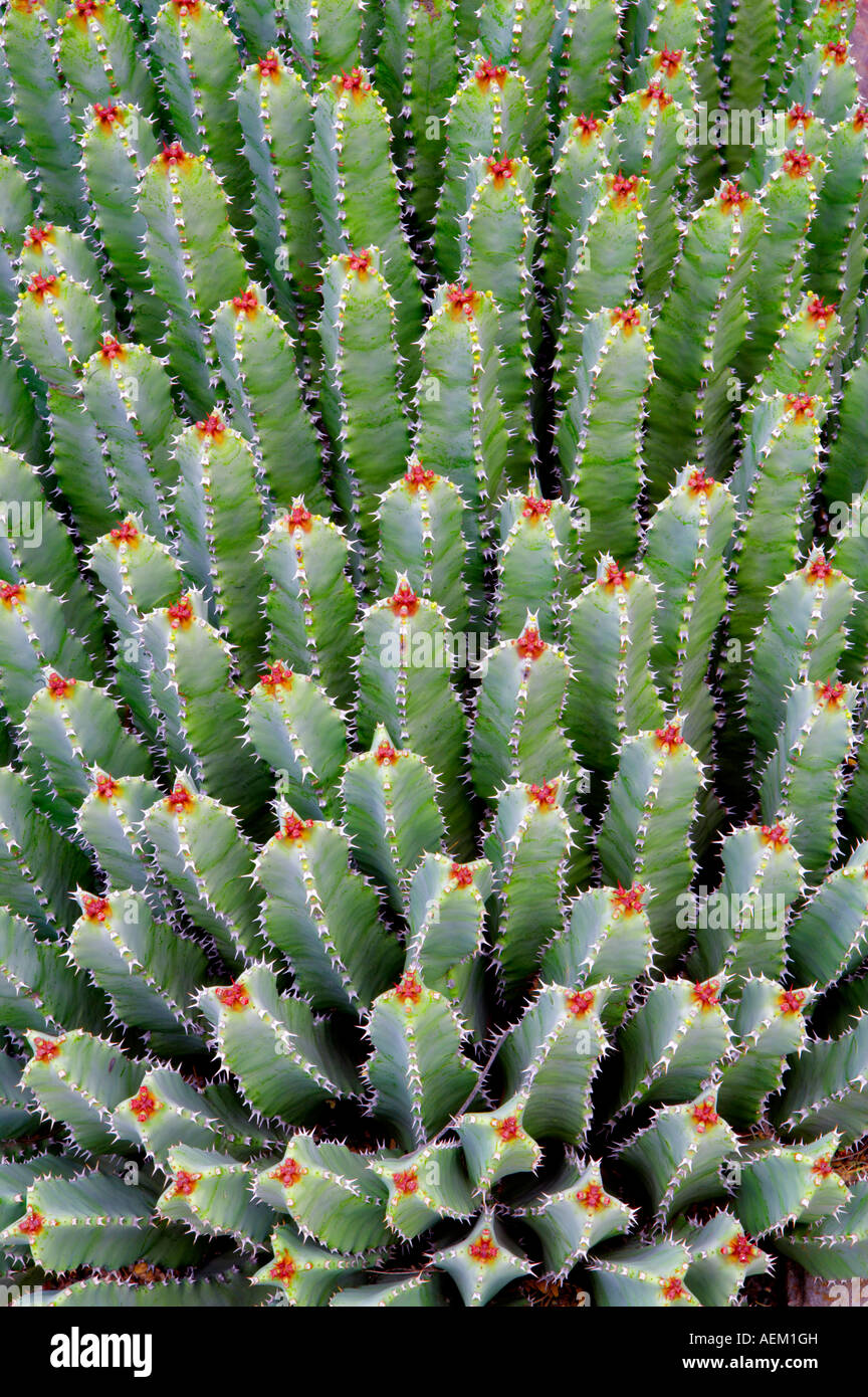 Cactus Euphorbia resinifera dans Tucson Botanical Gardens Tucson Arizona Banque D'Images